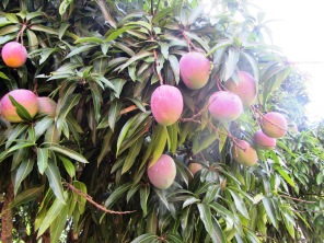 Looks like these mangos are almost ready to be picked